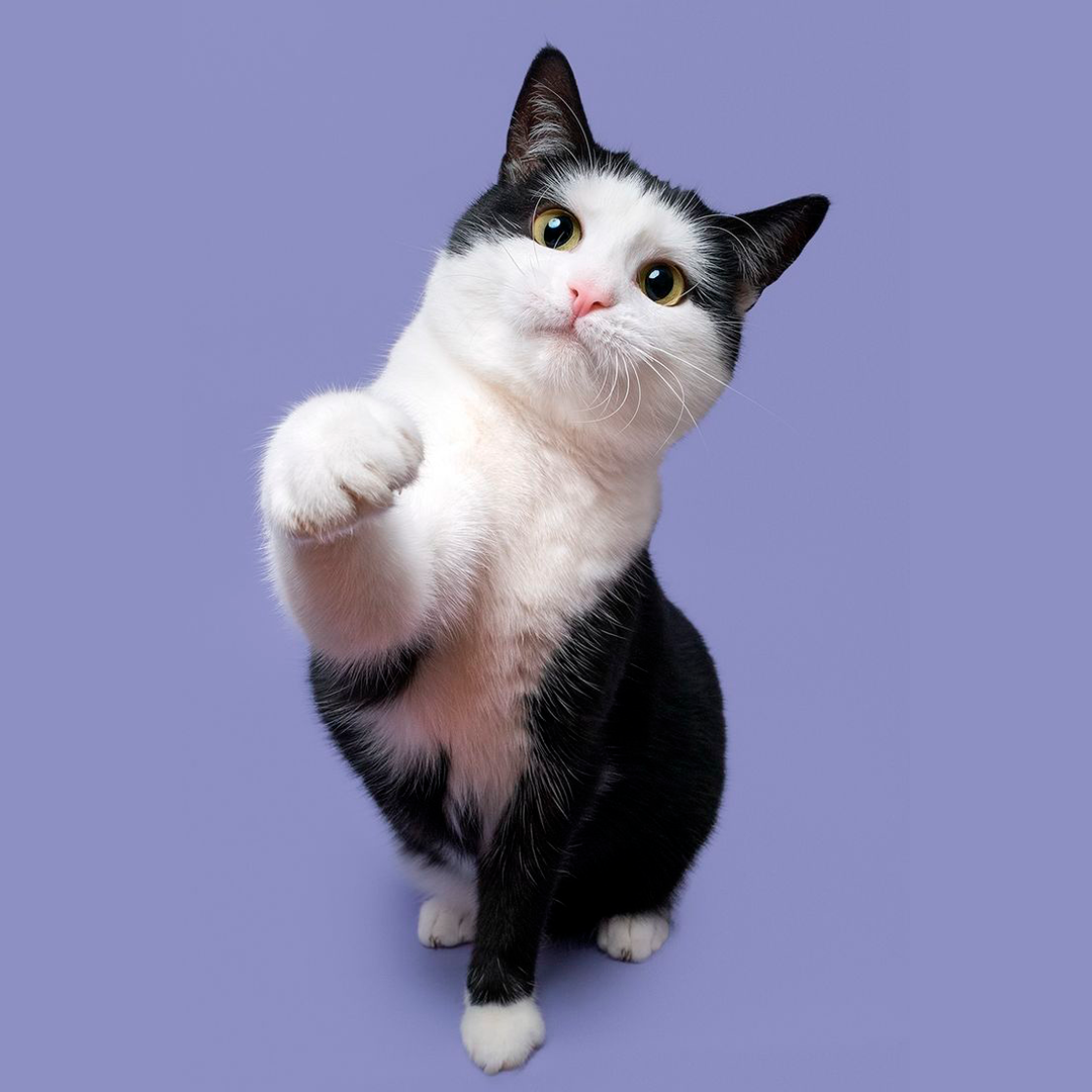 A chegada de um filhote é um momento especial, mas também exige atenção redobrada. Nos primeiros meses de vida, a rotina correta influencia diretamente no desenvolvimento saudável e na adaptação do animal.