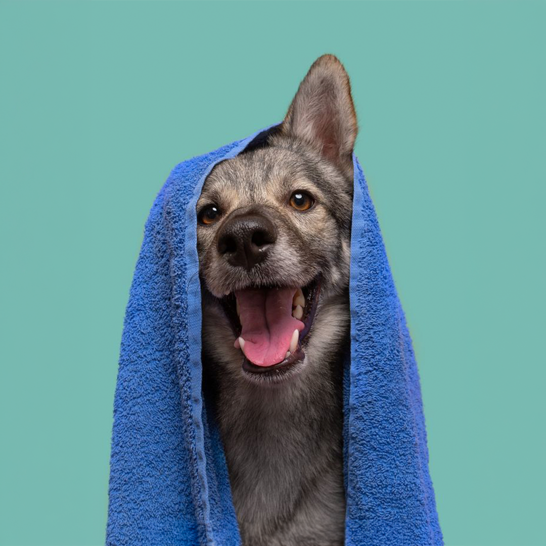 Durante o inverno, muitos tutores ficam em dúvida sobre a frequência adequada de banhos. Embora a higiene continue sendo essencial, alguns cuidados extras ajudam a manter o conforto e a saúde do pet. No frio, banhos muito frequentes podem remover a proteção natural da pele, causando ressecamento e sensibilidade.